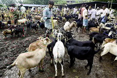 Eid-ul-Azha festival in Assam